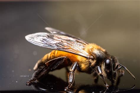 7月12日性格 大型蜜蜂